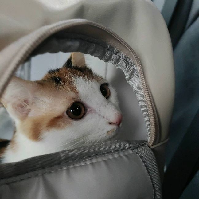 猫图片|宠物猫|猫咪|