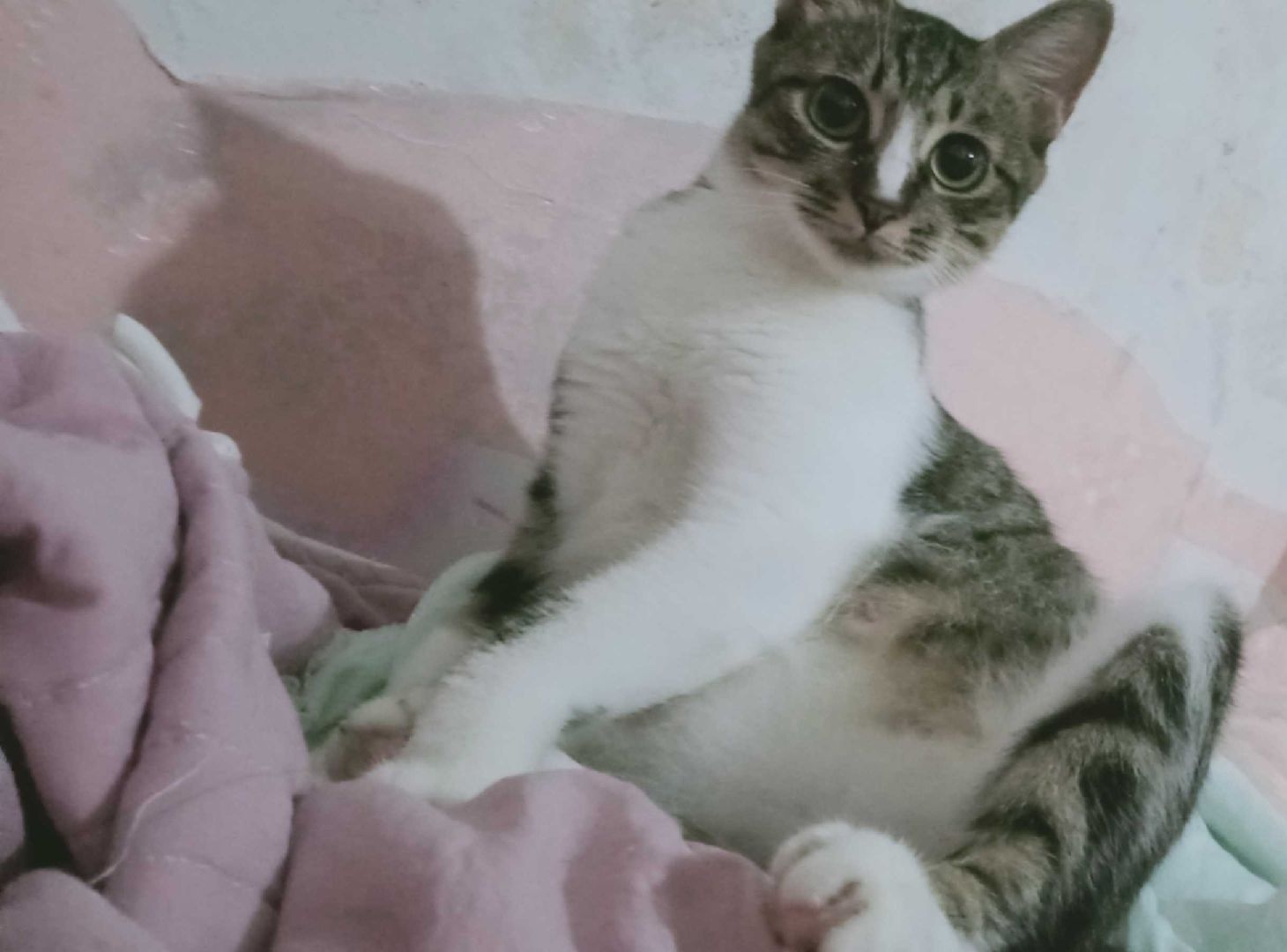 猫图片|宠物猫|猫咪|