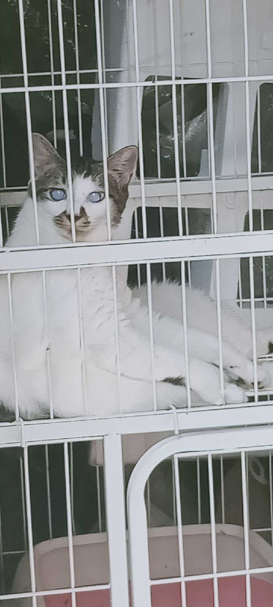 猫图片|宠物猫|猫咪|