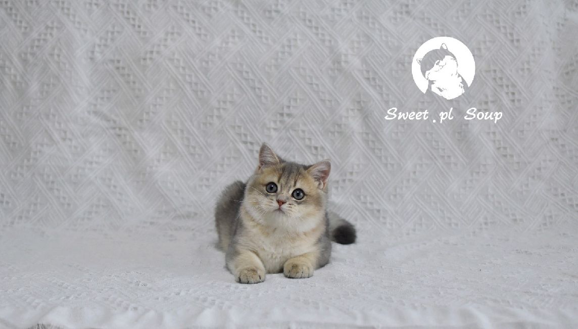 猫图片|宠物猫|猫咪|