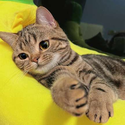 猫图片|宠物猫|猫咪|