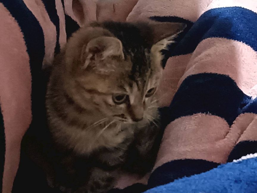 猫图片|宠物猫|猫咪|