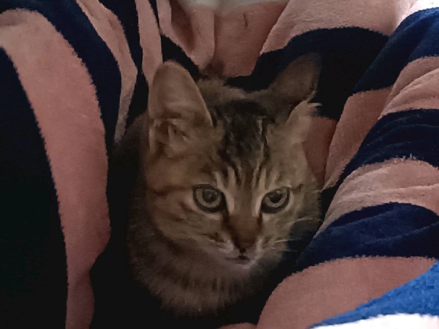 猫图片|宠物猫|猫咪|