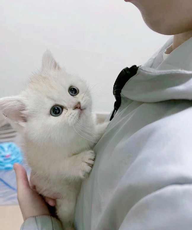 猫图片|宠物猫|猫咪|