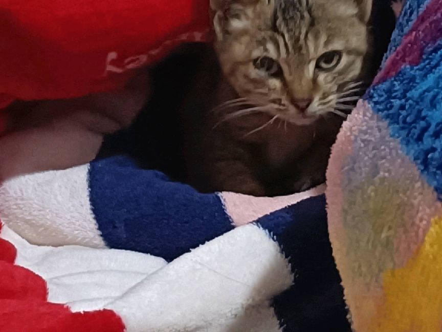 猫图片|宠物猫|猫咪|