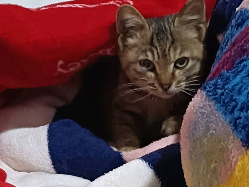 猫图片|宠物猫|猫咪|