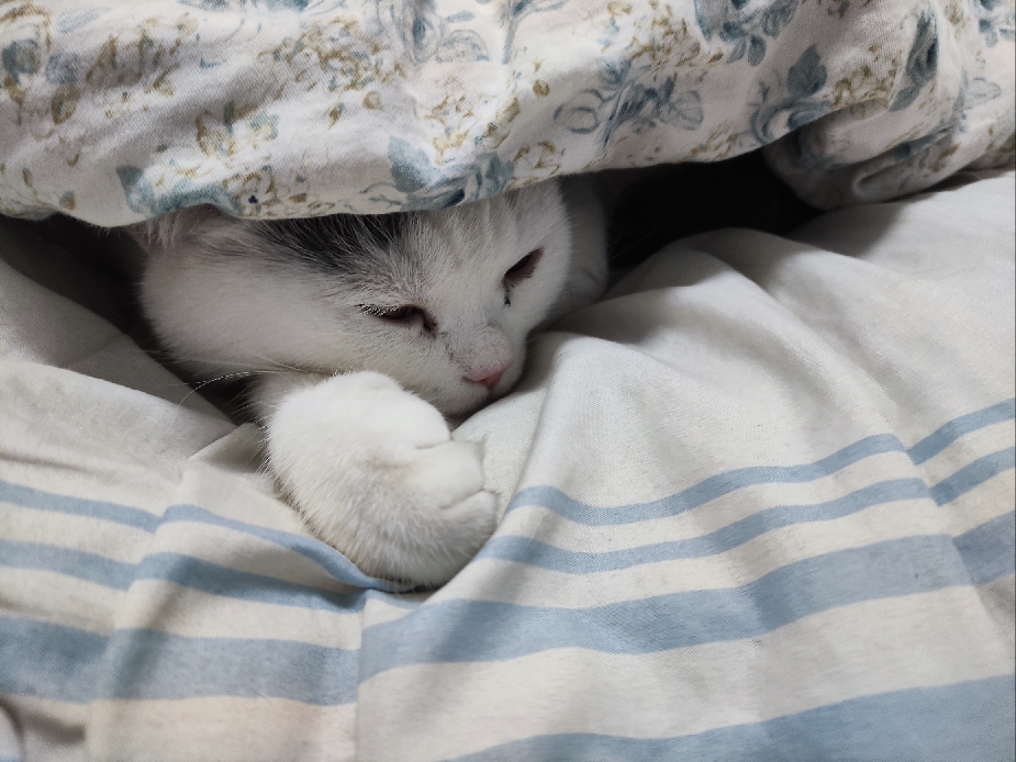 猫图片|宠物猫|猫咪|