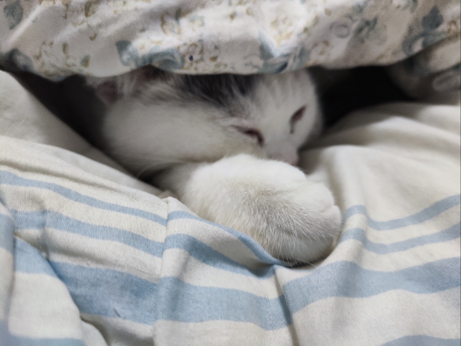 猫图片|宠物猫|猫咪|