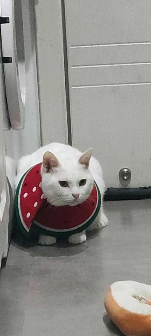 猫图片|宠物猫|猫咪|