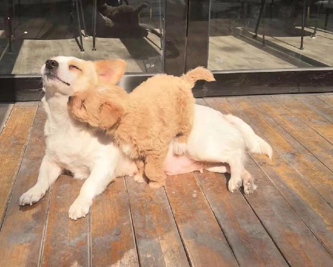 猫图片|宠物猫|猫咪|