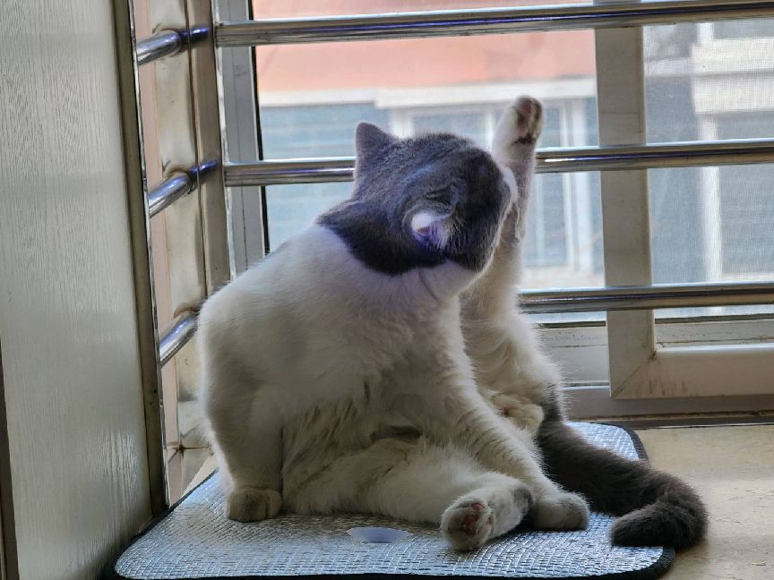 猫图片|宠物猫|猫咪|