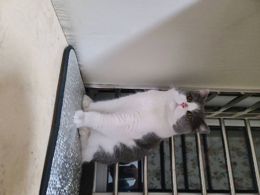 猫图片|宠物猫|猫咪|