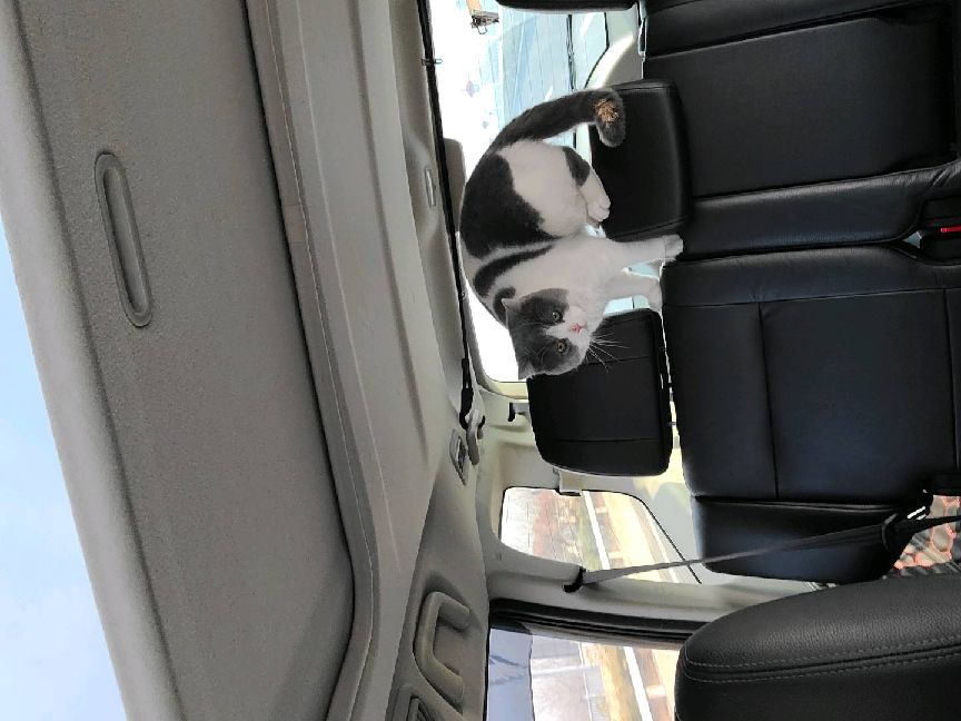 猫图片|宠物猫|猫咪|