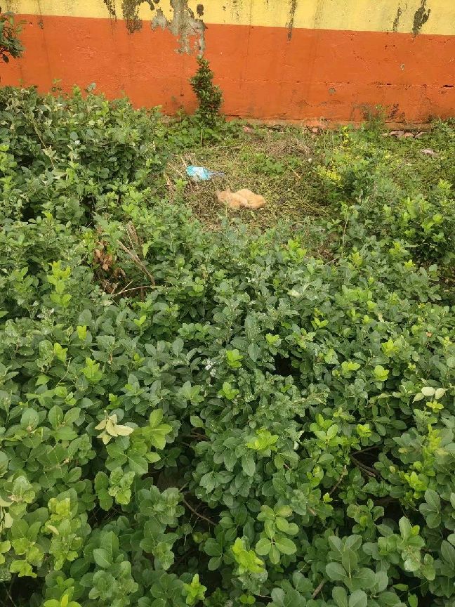 猫图片|宠物猫|猫咪|