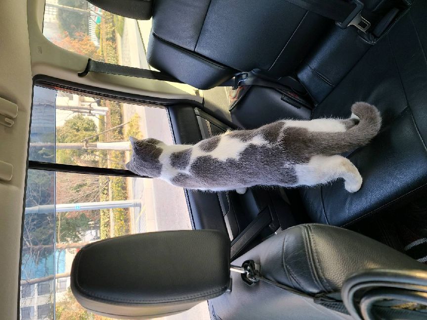 猫图片|宠物猫|猫咪|