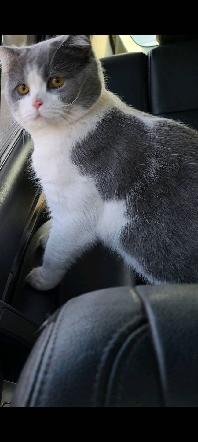 猫图片|宠物猫|猫咪|