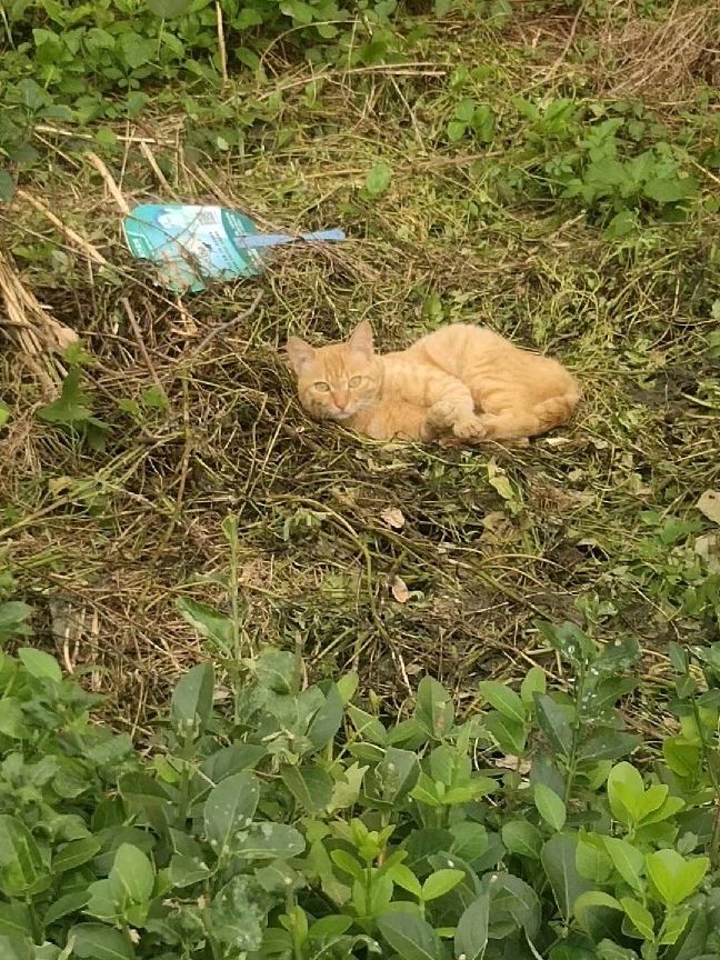 猫图片|宠物猫|猫咪|