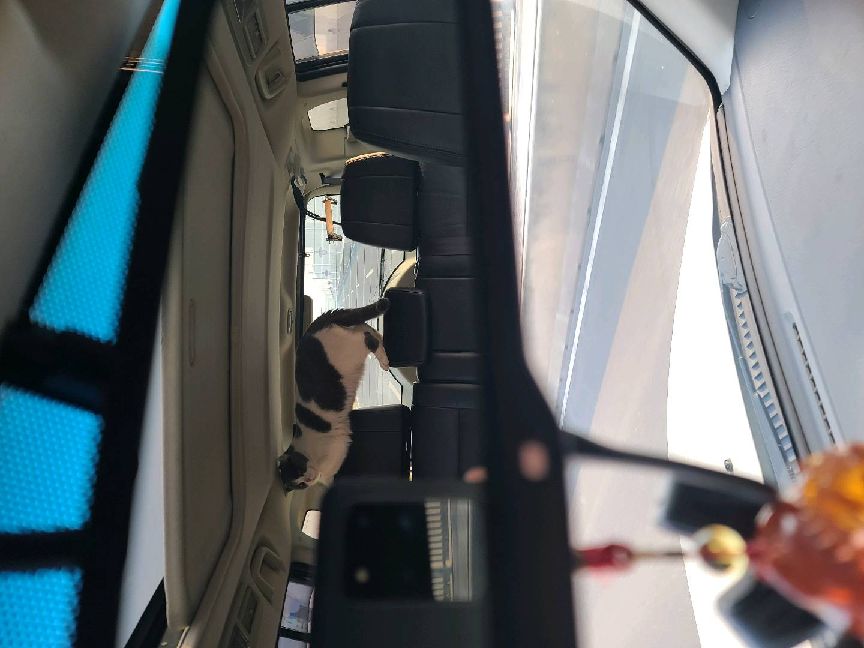 猫图片|宠物猫|猫咪|