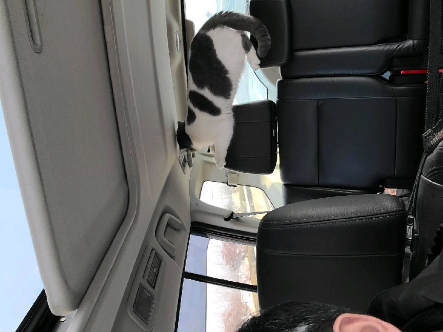 猫图片|宠物猫|猫咪|