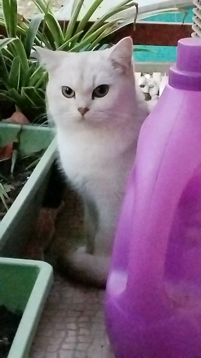 猫图片|宠物猫|猫咪|