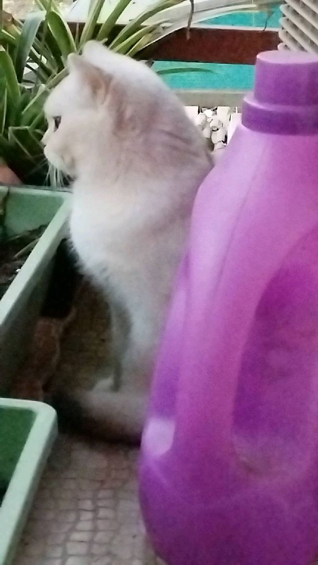 猫图片|宠物猫|猫咪|