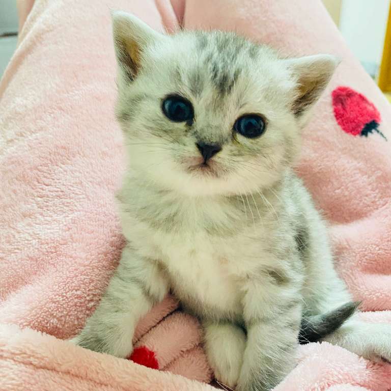 猫图片|宠物猫|猫咪|