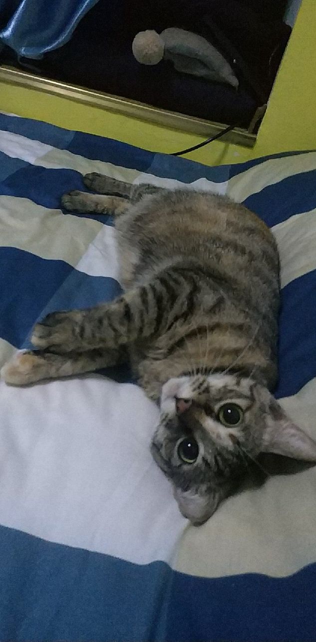 猫图片|宠物猫|猫咪|