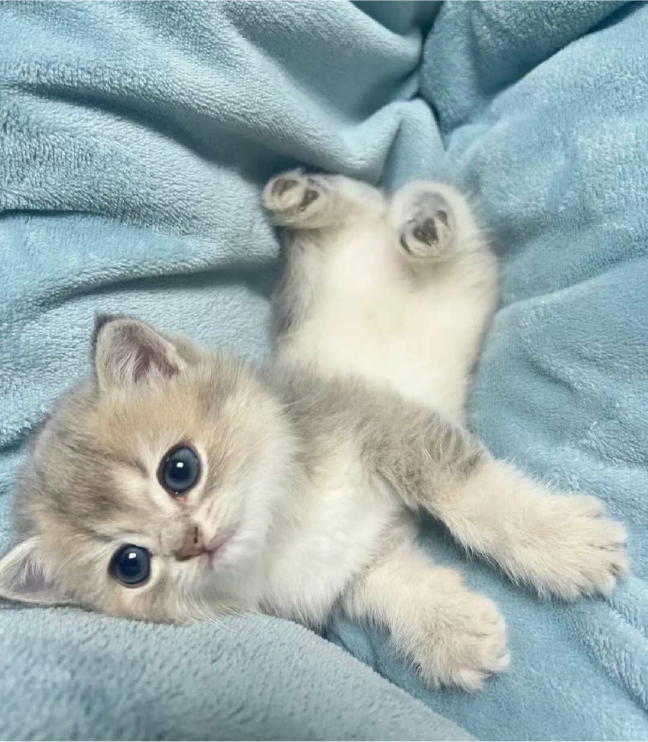 猫图片|宠物猫|猫咪|