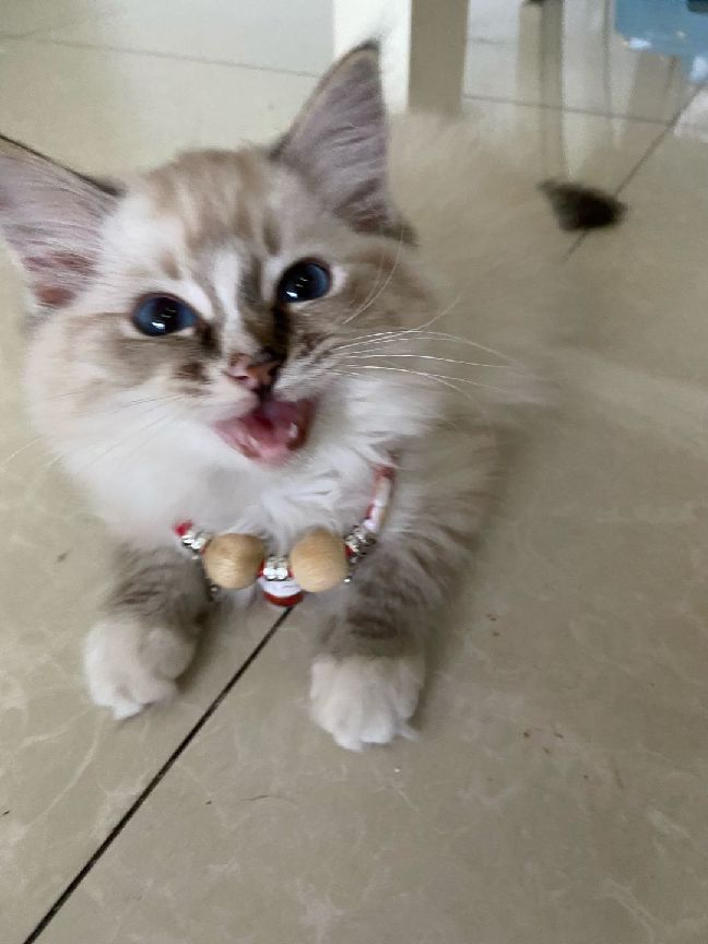 猫图片|宠物猫|猫咪|