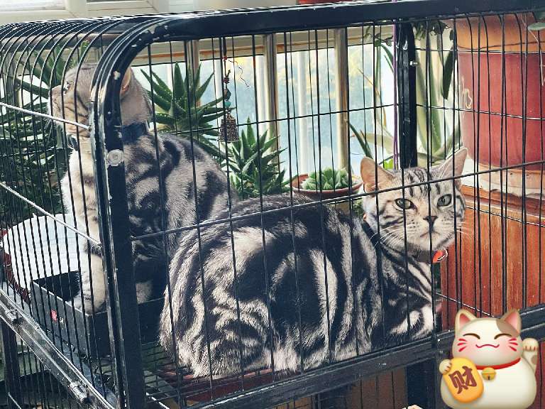 猫图片|宠物猫|猫咪|