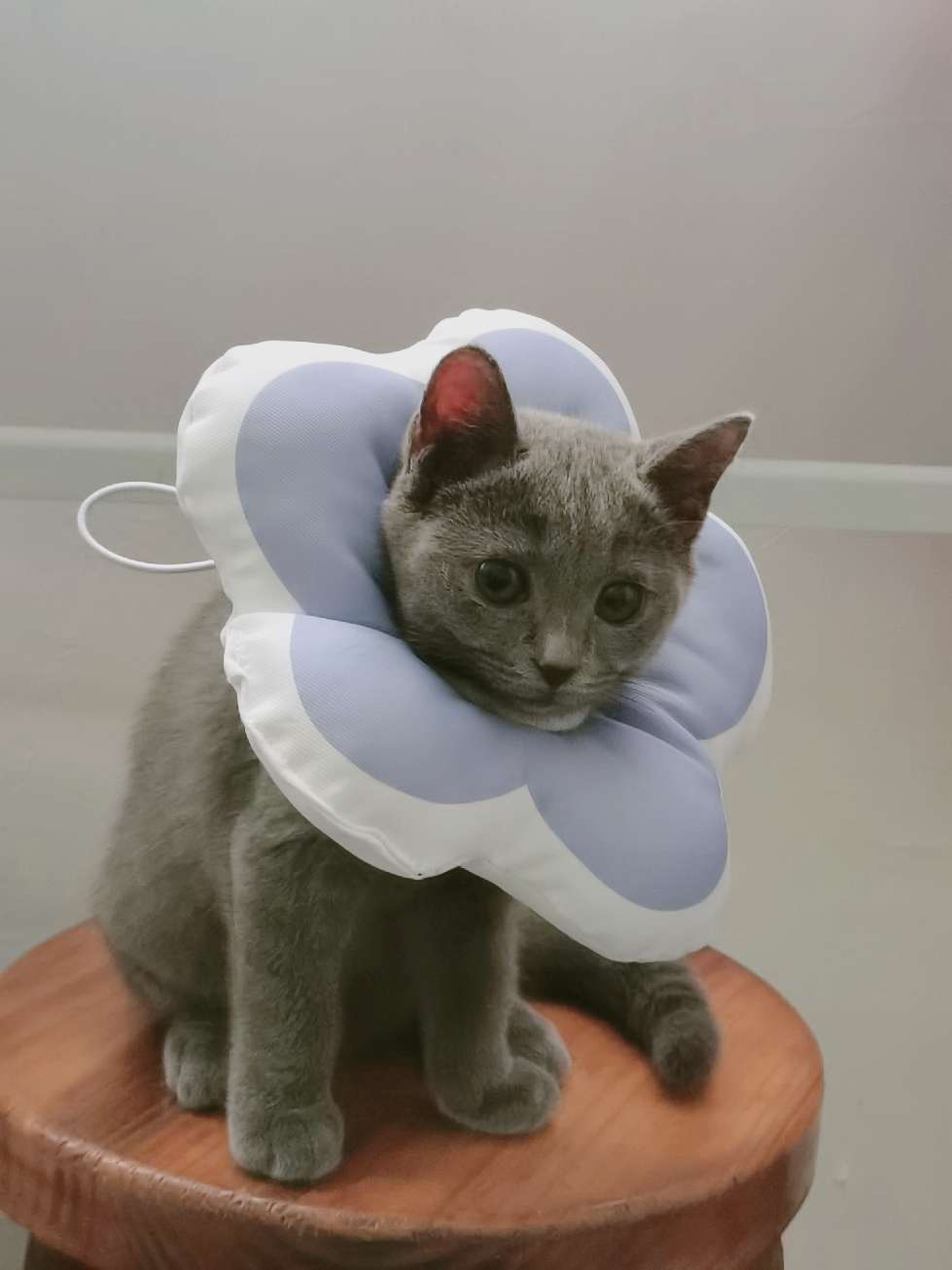 猫图片|宠物猫|猫咪|