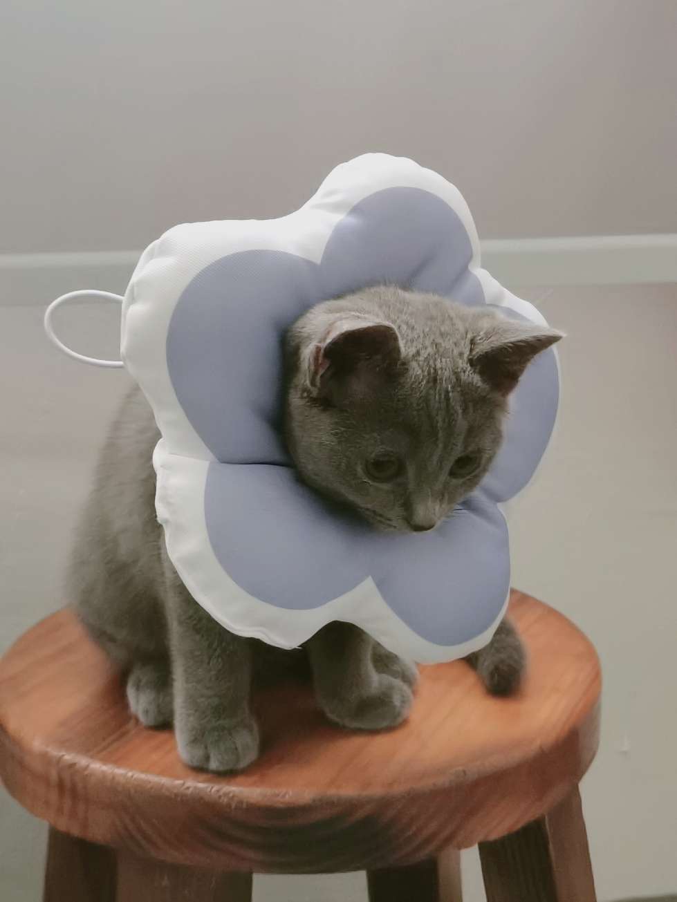 猫图片|宠物猫|猫咪|