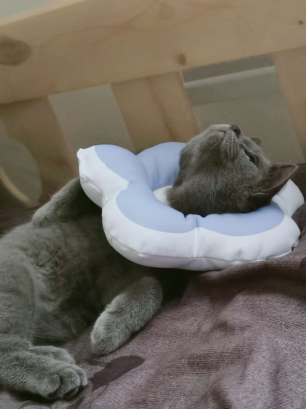 猫图片|宠物猫|猫咪|