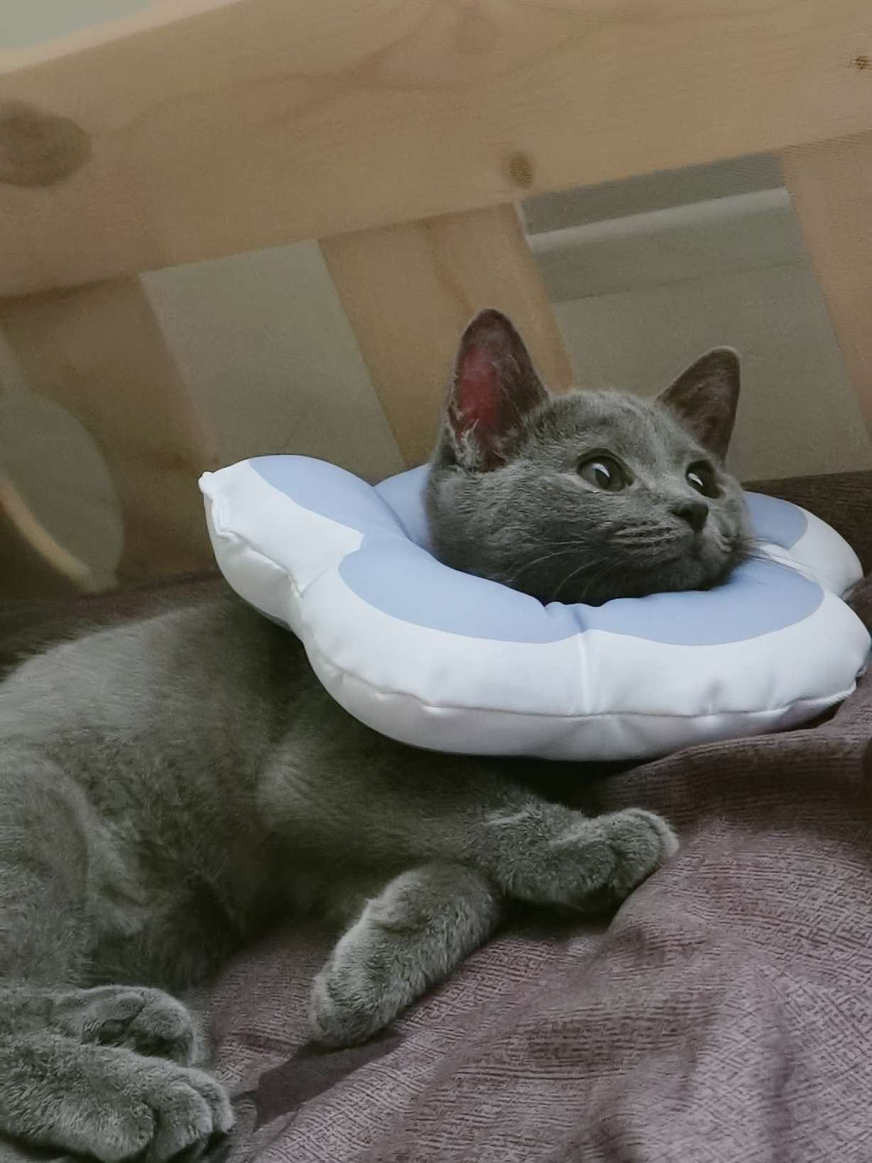 猫图片|宠物猫|猫咪|