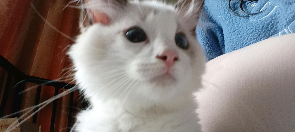 猫图片|宠物猫|猫咪|