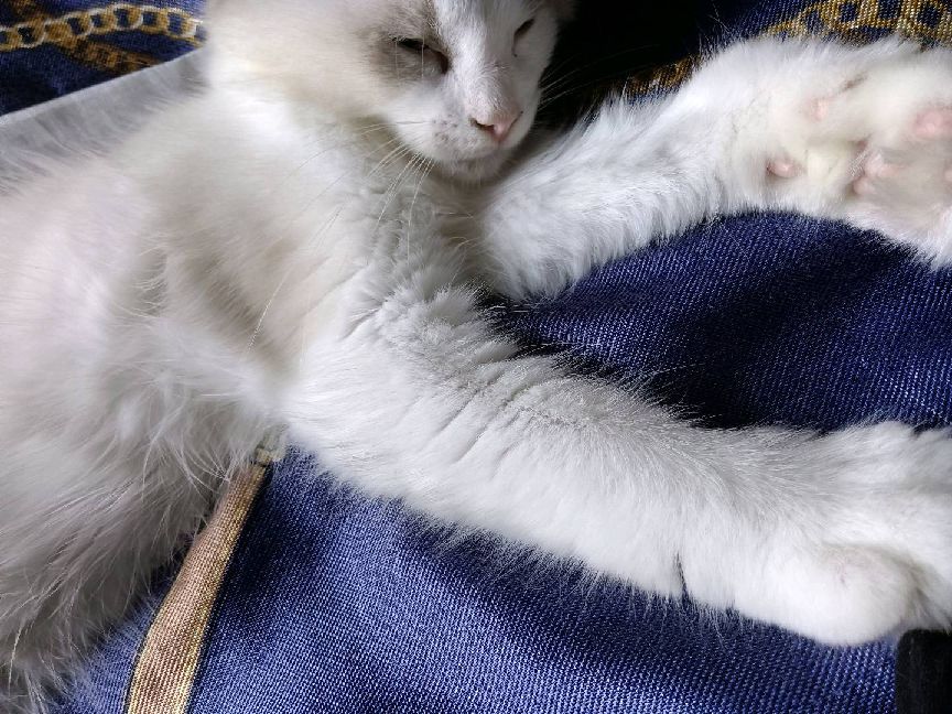 猫图片|宠物猫|猫咪|