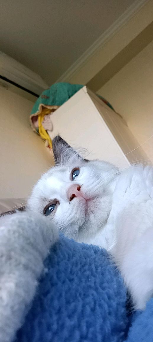 猫图片|宠物猫|猫咪|