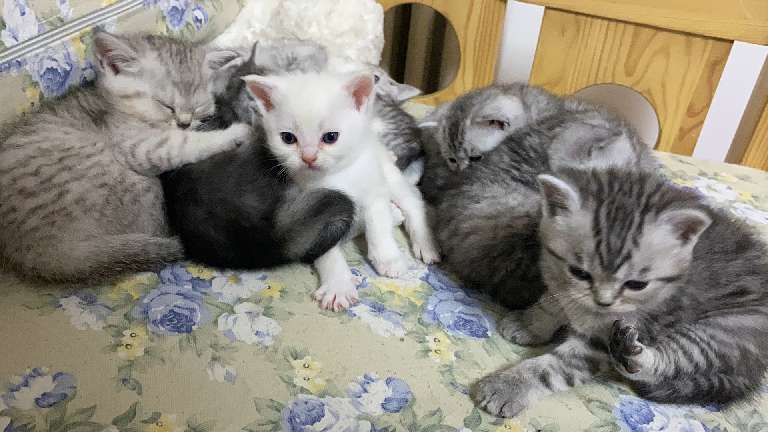 猫图片|宠物猫|猫咪|