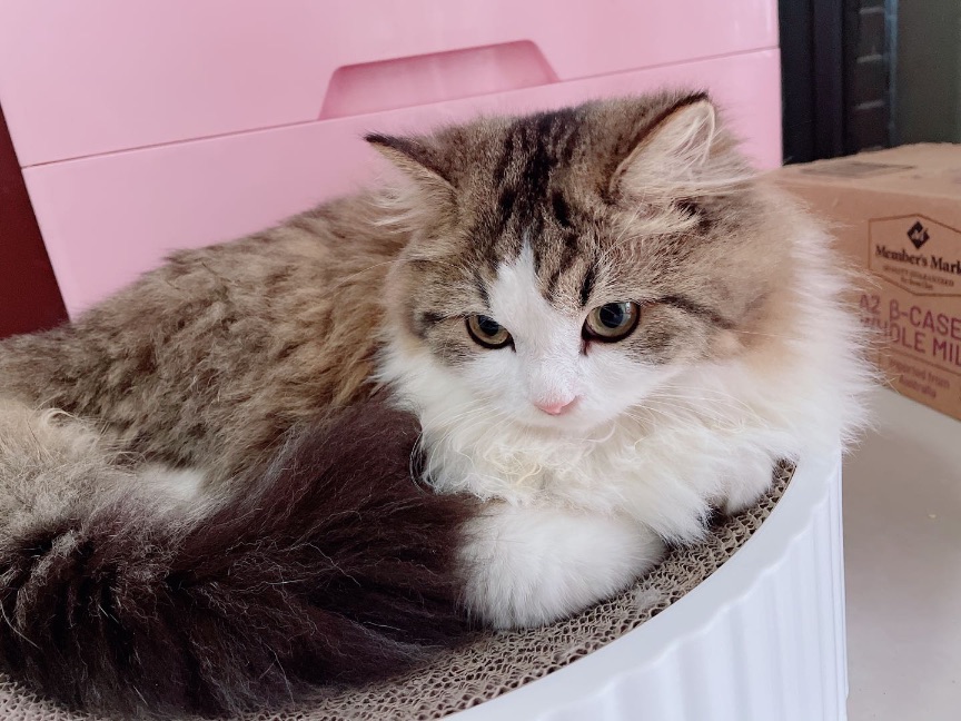 猫图片|宠物猫|猫咪|