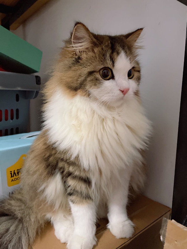 猫图片|宠物猫|猫咪|