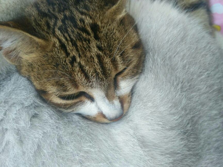 猫图片|宠物猫|猫咪|