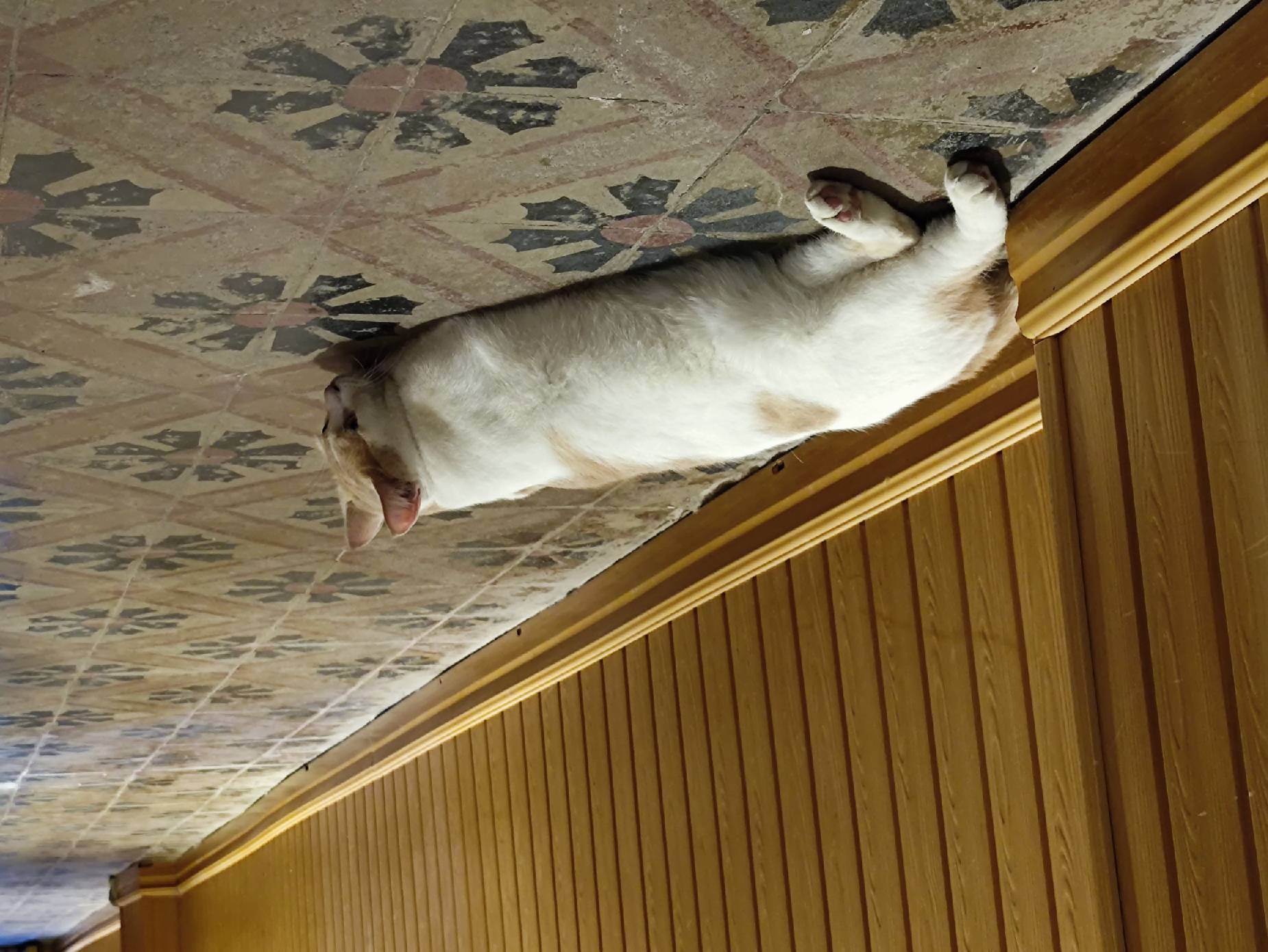 猫图片|宠物猫|猫咪|