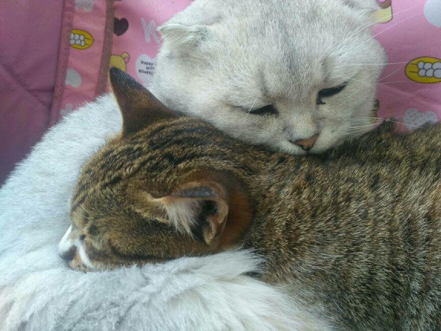 猫图片|宠物猫|猫咪|