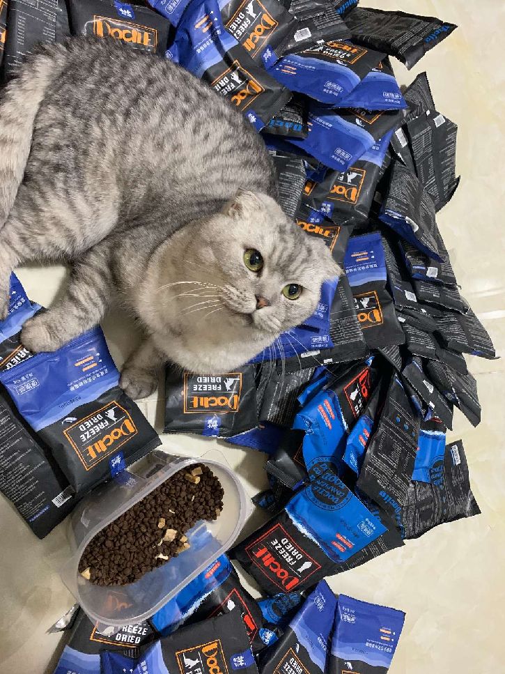 猫图片|宠物猫|猫咪|