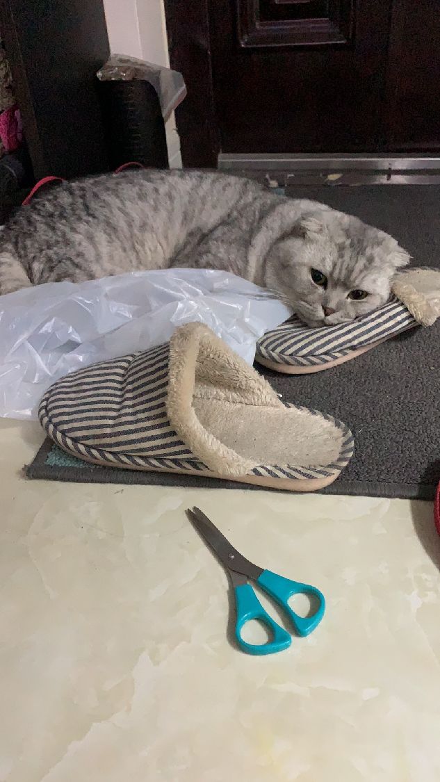 猫图片|宠物猫|猫咪|