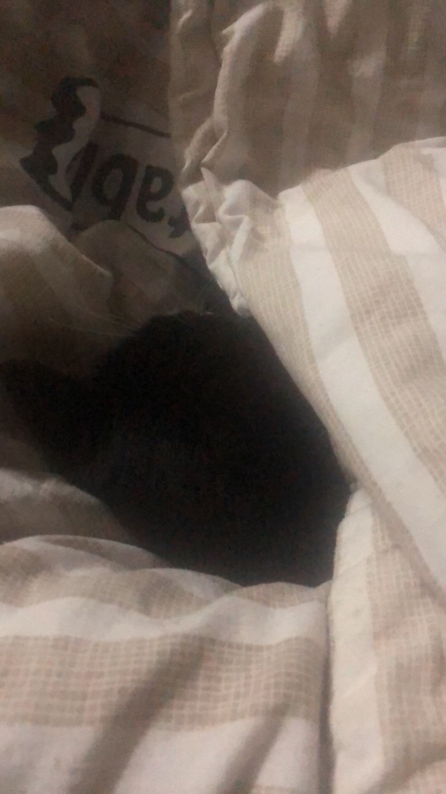 猫图片|宠物猫|猫咪|