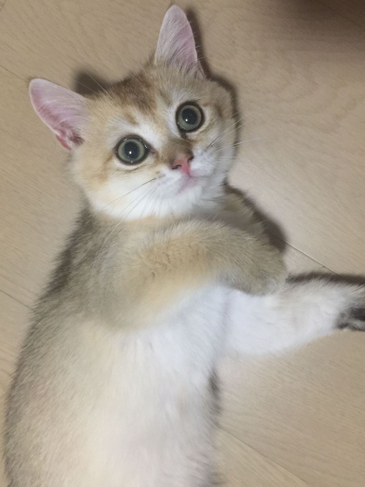 猫图片|宠物猫|猫咪|