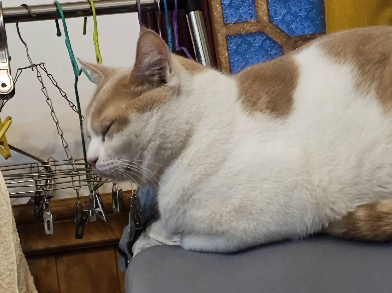 猫图片|宠物猫|猫咪|