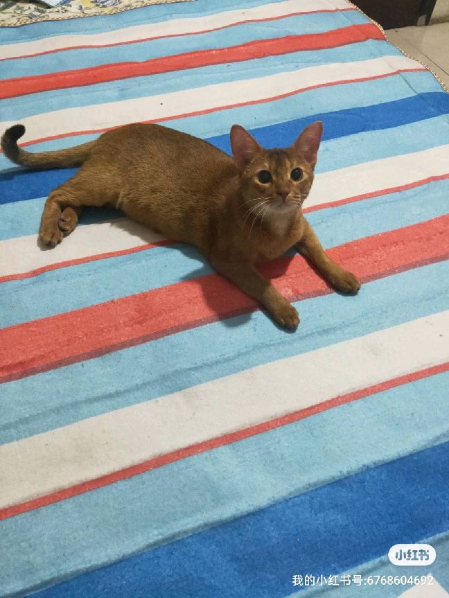 猫图片|宠物猫|猫咪|