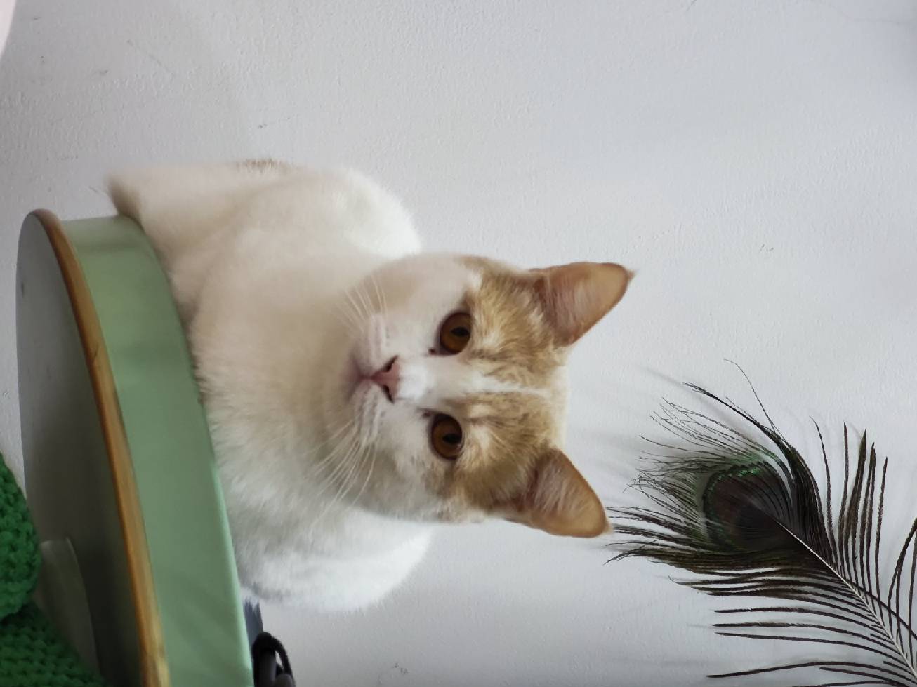 猫图片|宠物猫|猫咪|